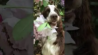 Dog Holds Flower In Mouth And Poses For Owner - 1267891-3