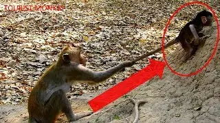 Very pity newborn monkey, Why kidnapper Duchess drag newborn so hard, Duchess pull baby monkey