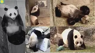 2023-03-11 Xiao Qi Ji ~ Baby Bleats, Who Barked?, & Bonus Family Footage