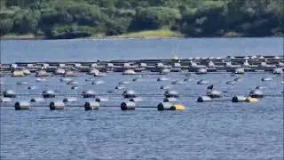 Zeehonden race bij de sluis  of Bruinvis  , Aalscholver eet paling op   7-6-2024
