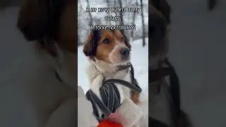 Кнопка в добрые руки#собака_кнопка#помощьбездомным #приют#ищетдом