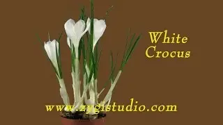 Growing and Rotating White Crocus Easter Flower.