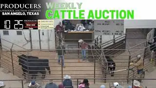 750+ Head Selling LIVE | Producers Livestock Auction Company | Feb 5, 2026