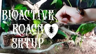 bioactive roach setup ✾ dubia roach enclosure build
