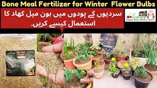 How to get flowers spikes on Winter Bulbs by using Big Bagh Organics Bone Meal | Uses of #bonemeal