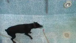waterhond