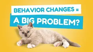How Do I Know if a Sudden Change in My Cat&rsquo;s Behavior Is a Problem? | Vet FAQs