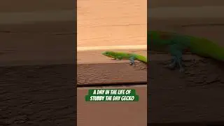 Day in the life of Stubby day gecko #gecko #lizard #reptiles #cuteanimals #funnyanimals #funnyshort