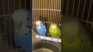 La mia coppia d&iacute; cocorite kiwi and mirtillo 🐦🐦