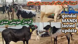 Gondal MANDI lasted update Dhani Bulls video Gondal MANDI Attock#MandiUpdate