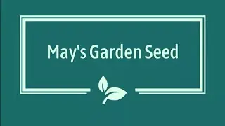 WHERE I BOUGHT MY ADENIUM SEEDS || HIGH GERMINATION RATE || ADENIUM GROWING JOURNEY