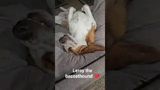 Leroy the basset hound napping 😴 #puppy #shorts