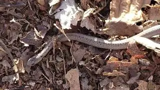 What kind of snake is this?