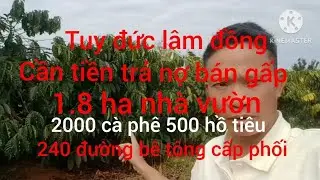 Tuy đức lâm đồng bán gấp 1.8 ha nhà vườn đông đặc cà phê xen hồ tiêu 