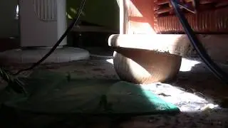 Mabuya macularia  Fl&uuml;chtling :)