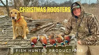 THE KEY TO LATE SEASON PHEASANT HUNTING (Hundreds of Roosters) (Untold Rooster Secrets)