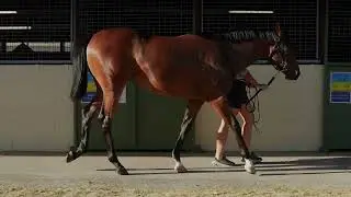 Magic Millions GC Yearling Sales - Lot 932 Spirit of Boom (AUS) - Typhoon Jolie (AUS) Bay Filly