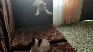 Cats Fight Dark Souls Meme