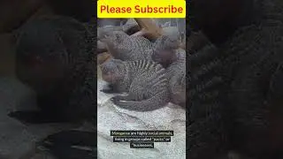 10 Amazing facts about Mongoose did you knew  #animals  #wildanimals #facts