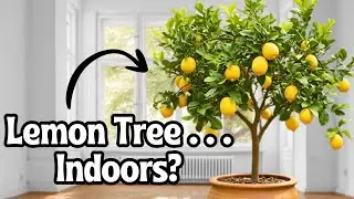 I Successfully Grew a Lemon Tree Indoors... From a Seed