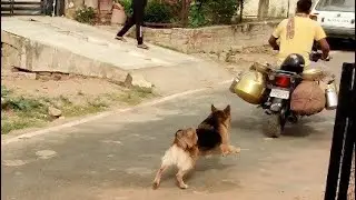 April- German Shepherd Attack And Barking On Milkman again 😤