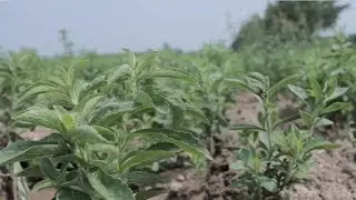 Trim Healthy Mama: Serene & Pearl in China