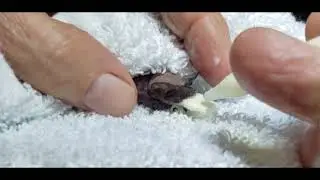 A Starving Orphan Bat Rescued from a Nursery Colony