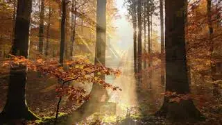 Warm Autumn Piano & Violin 🍁 Cozy Relaxation Music for Relaxation