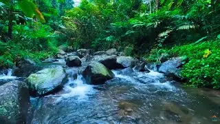 🌌 LIVE 🌿 River Flow & Night Birds | Peaceful Nature Sounds for Deep Sleep 😴
