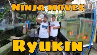 EP126. PLMC LINE GOLDFISH VISIT | NINJA MOVES