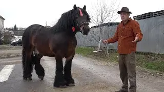 Armasarii lui Luci de la Beius, Bihor - 2026 Nou!!!