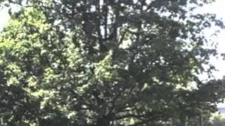 Quercus robur English Oak