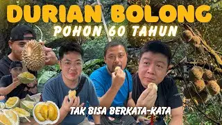 DURIAN UDANG MERAH ⁉️ POKOK TUA 60 TAHUN