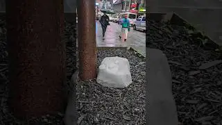 Rat Traps are everywhere in NYC