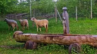 Стриженные овцы Sheared Sheep at Parc Animalier de Sauvabelin | 4K HDR10+ Zoom s21 ultra