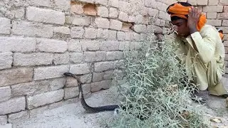 Jogi catching biggest Nigeria snake in the village
