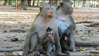 Old Beautiful Briana & Graddis Worries Looking for Eats #Monkeyaction