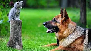 Deutscher Schäferhund REX -Teil 2