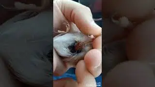 تجبير فخذ الحسون ✅