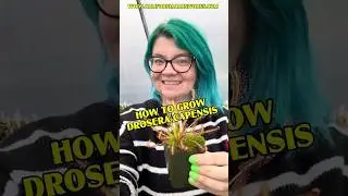 How to Grow Drosera capensis