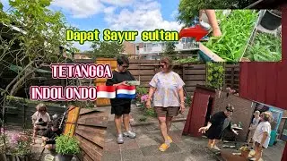 Di BELANDA 🇳🇱 JUGA BISA PANEN KANGKUNG 
