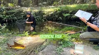 Tropical Fish in My Nature Journal: Amazon Brazil
