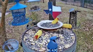Birds Y’all Live 🐦 East Texas Bird Cam | Backyard Birds & Peaceful Nature Sounds