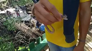 ular bakau