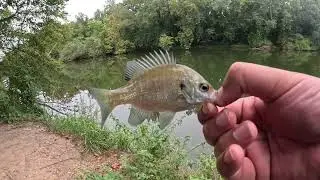 Fishing with NightCrawlers to catch SunFish