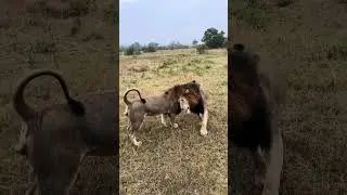 Lion Brawl! Watch Two Male Lions Engage in a Friendly Battle