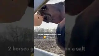 Two Horses Licking A Salt Block ASMR😋~AMAZING Sounds!! #shorts #asmrvideo