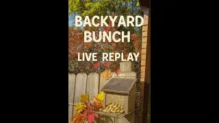 Peaceful Backyard Feeder Live &ndash; Squirrels, Birds & Autumn Calm 🍂🐿️.  #BackyardBunch #livereplay
