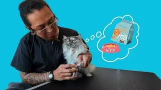 I Groomed this Cat with a Dog around.