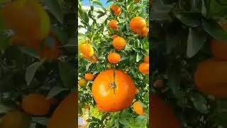 Oranges ng Capiz #shorts #memes #shortsfeed #viral #shortvideo #funplay #funny #trending  #yummy
